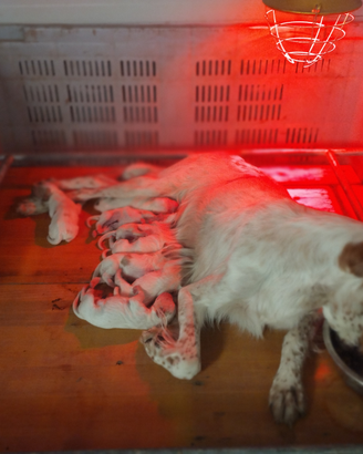 Cuccioli Setter inglese