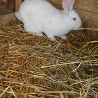 Giganti delle Fiandre bianchi