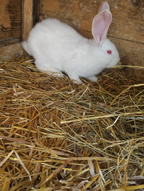 Giganti delle Fiandre bianchi