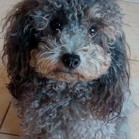 Barboncino toy grigio/silver per accoppiamento