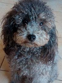 Barboncino toy grigio/silver per accoppiamento