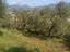 Immagine 29