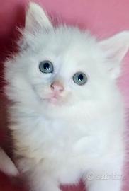 Gattina bianca dolce simil Siberiano