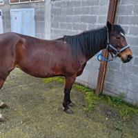 Cavalla italiana di 16 anni molto docile