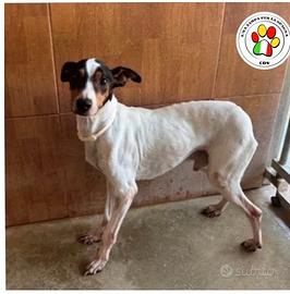 RAFIKI dolcissimo Bodeguero