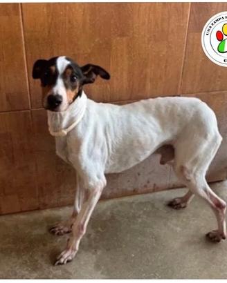 RAFIKI dolcissimo Bodeguero