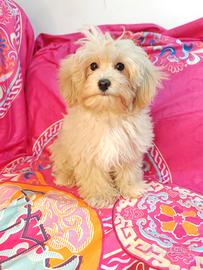 Maltipoo cuccioli linea coreana