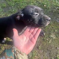 Cuccioli pitbull ADBA