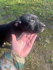 Cuccioli pitbull ADBA
