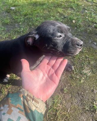 Cuccioli pitbull ADBA