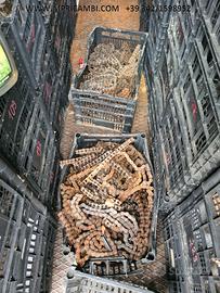 CATENA CATENE KIT TRASMISSIONI VARIE MOTO DID REGI