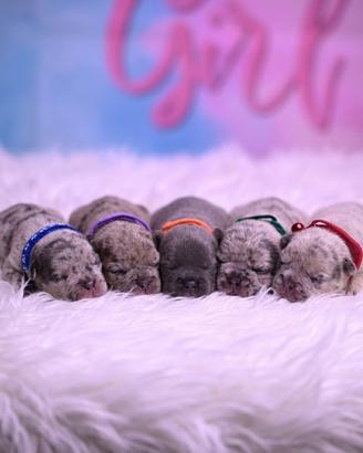 Cuccioli di bulldog francese