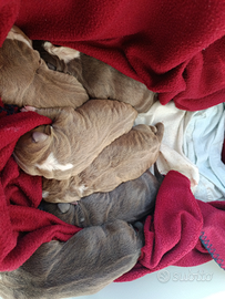 Pitbull Silver - Linea Gaffe Larum & Larsan - Pedi