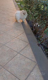 Cucciolo Spitz di pomerania da compagnia