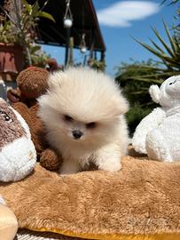 Spitz di pomerania nano pedigree