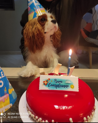 Cavalier king maschio disponibile per monta