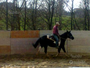 Doma,rieducazione cavalli