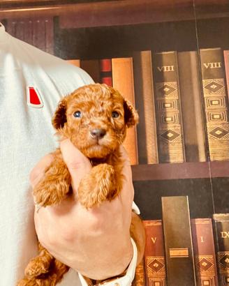 Cuccioli di barboncino Toy rosso