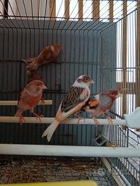 Canarini arlecchino portoghesi 2025