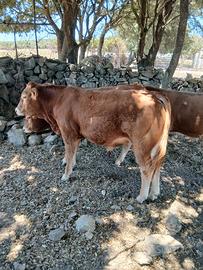 Torelli vacche manze limousine