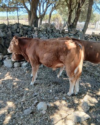 Torelli vacche manze limousine
