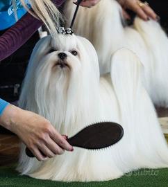 Maltese toy
