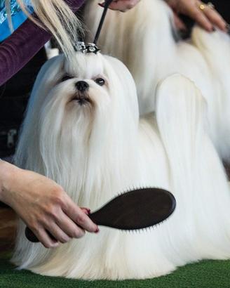 Maltese toy