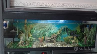 acquario 120 lt