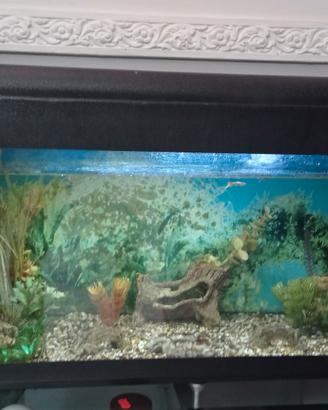 acquario 120 lt