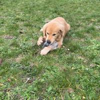 Goldenretriver con pedegree