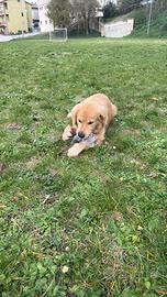 Goldenretriver con pedegree