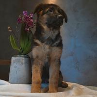 Cucciolo pastore tedesco