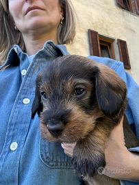 Cucciolo di Bassotto pelo Duro