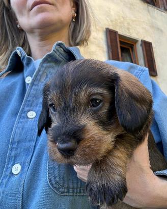 Cucciolo di Bassotto pelo Duro