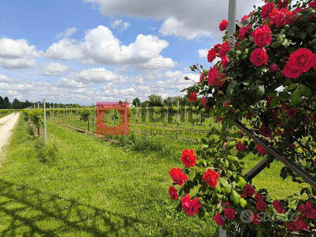 TERRENO AGRICOLO VIGNA GLERA BIOLOGICIO RIF 