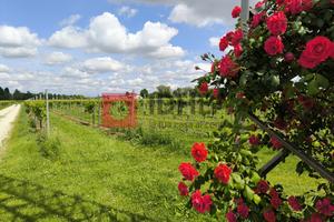 TERRENO AGRICOLO VIGNA GLERA BIOLOGICIO RIF "MFS2