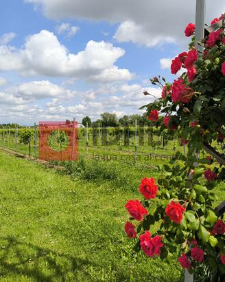 TERRENO AGRICOLO VIGNA GLERA BIOLOGICIO RIF "MFS2