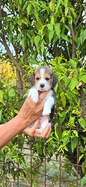 Cuccioli Beagle 