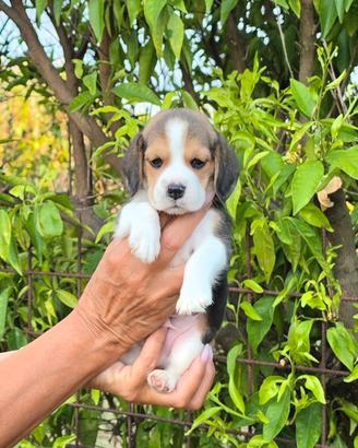 Cuccioli Beagle 