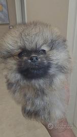 Pomerania toy Spitz tedesco nano pedigree