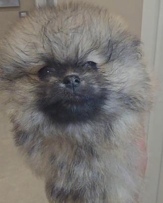Pomerania toy Spitz tedesco nano pedigree