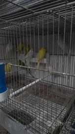 Cocorite e inseparabili