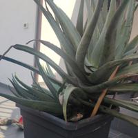 Pianta di Aloe curativa grande 