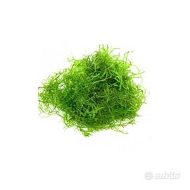 Porzione di Muschio di Giava