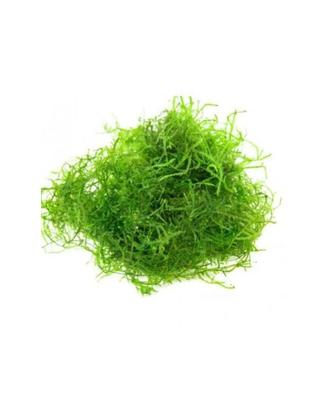 Porzione di Muschio di Giava