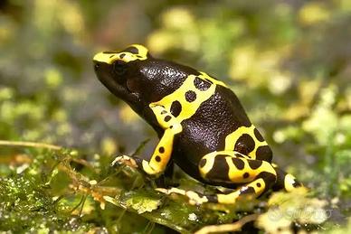 Baby Dendrobates Leucomelas / Rane Freccia