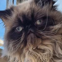 Gatto persiano da monta