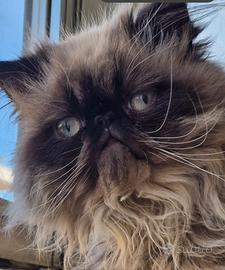 Gatto persiano da monta