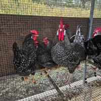 Galline livornese sparviero