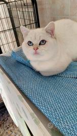 Gattini british shorthair pelo corto Chinchilla